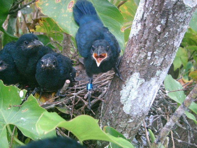 Photograph courtesy of Christina Riehl Riehl bands birds and takes DNA samples from eggshells in order to link adults to their offspring.