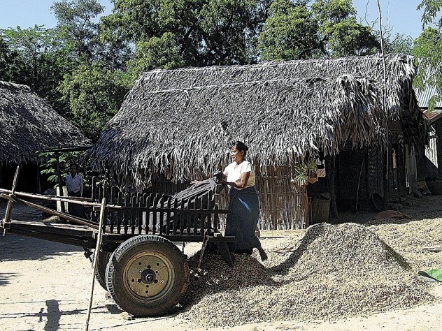 Photograph by John Rosenberg Hundreds of miles north of the delta, farmers in Myanmar’s Dry Zone, like these in Kangyikone village, grow peanuts as a cash crop—and rely on oxen for power. Proximity advisers are introducing practices like “green manure” plantings to enrich the soil. The sign details an infrastructure-aid project, managed by Proximity, to restore the village’s drinking-water pond.