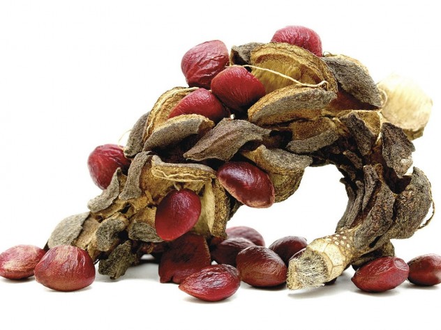 Seedpods of <i>Magnolia x soulangeana</i> (dispersed by animals)