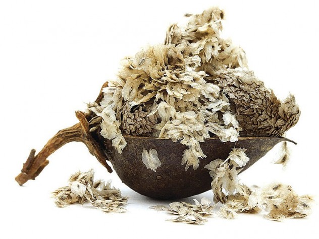 Seedpod of <i>Paulownia tomentosa</i> (dispersed by wind)