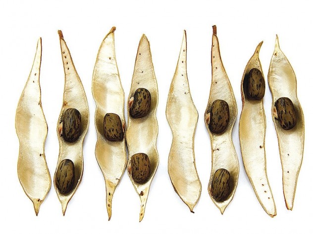 Seedpods of <i>Wisteria frutescens</i> (dispersed ballistically)