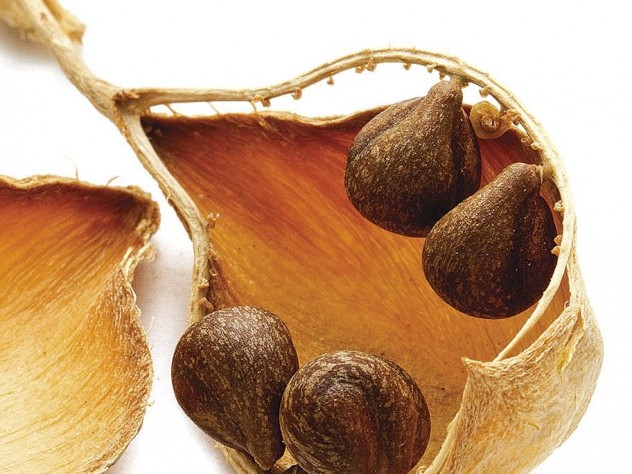 Seedpod of <i>Isomeris arborea</i> (water)