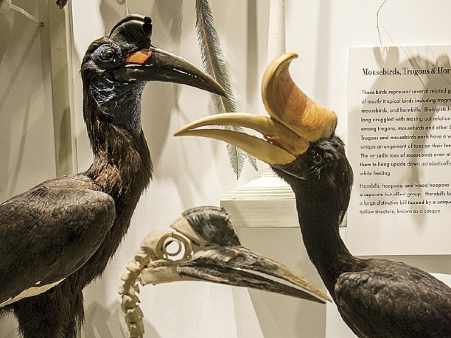 Photograph by Jim Harrison Hornbills, including the Malaysian state bird, <i>Buceros rhinoceros</i> (right)