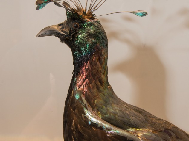 Photograph by Jim Harrison The Himalayan monal is found in Afghanistan, Bhutan, India, Tibet and Myanmar.