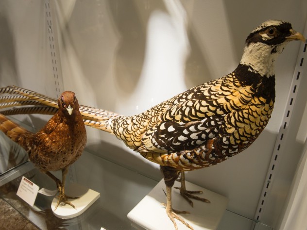The copper pheasant (right) is found in Japan; the Reeves's pheasant, originally native to north and central China, has been introduced to Europe.