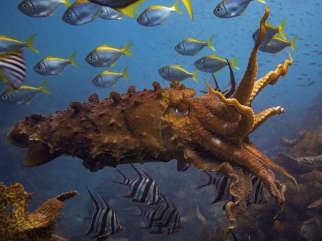 Photograph of a giant cuttlefish, “Sepia apama,” at Cabbage Tree Bay, Australia: among Peter Godfrey-Smith’s subjects for his research on cognition