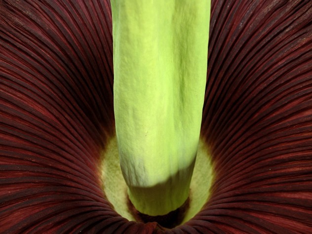 Detail of the fully open titan arum, photographed from above