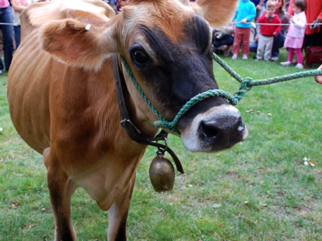 Photograph by Harvard Magazine “She's NOT underfed,” said William Martin, Ph.D. ’69, Cox’s first doctoral student and one of the guest speakers, who hails from Texas, spent part of his boyhood on a dairy farm, and is now Chavanne professor of religion and public policy emeritus at Rice University. “Jerseys look like that,” he explained. “They put their fat into the milk.”