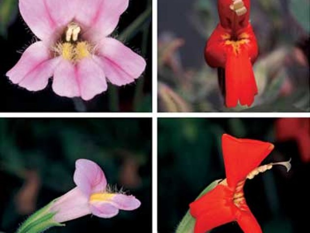 Photographs by Douglas Schemske One form of the Rocky Mountain monkey flower has a long trumpet suited to pollination by hummingbirds; the other is pollinated by bumblebees. Their hybrid offspring don’t do well in the wild, however, because they are not easily fertilized by the birds or the bees.