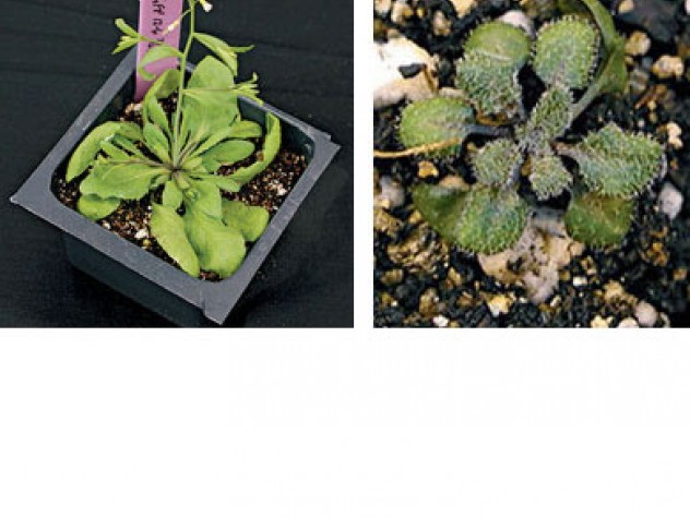 Photographs by Todd Sangster Inhibiting a “protein chaperone” in the cress plant, <em>Arabadopsis thaliana, </em>mimics the effect of an environmental stress, revealing the hidden variation in the plant's genome. On the left, the unmodified control plant; on the right, a mutant reveals succulent-like characteristics.