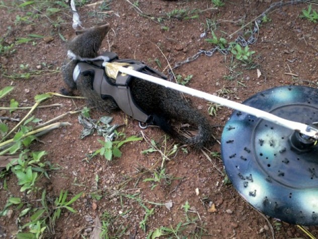 Courtesy of Thrishantha Nanayakkara This unorthodox de-mining team avoids most of the traditional pitfalls. Metal detectors give too many false alarms, fooled by bullets or other debris. Hand-held ground-penetrating radar machines are too expensive. Dogs weigh enough to trigger mines, injuring or killing themselves and their handlers.
