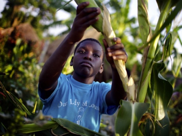 Photograph by Ian MacLellan Hadija Kagoya, 14, harvests maize for the night’s dinner at New Hope. The orphanage grows food on plots of land it owns and rents, for sale and for consumption by the children.