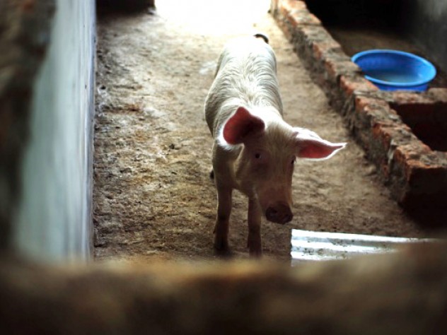 Photograph by Ian MacLellan Among the income-generating projects for the orphanage: breeding pigs for sale. For Higgins, these projects provided a real-world education in getting things done in Uganda—he had to hire and oversee construction contractors, drive to Kampala in a borrowed truck to retrieve a load of purchased pigs, and find a local veterinarian to get them dewormed.