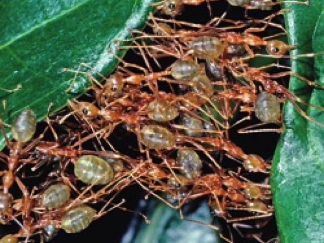 Weaver ants (<i>Oecophylla smaragdina</i>) cooperate as they construct their leaf-tent nests.