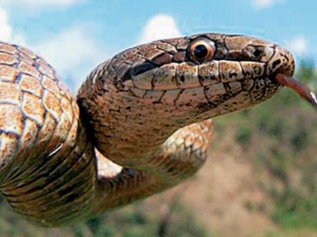 Images from the Encyclopedia of Life include these examples. James Hanken plans to allow amateur ecologists to upload their own photographs to the catalog. Above, a smooth snake (<em>Coronella austriaca</em>)