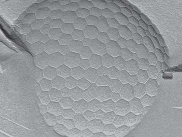 The diameter of one of Dressaire&rsquo;s bubbles is one one-hundredth that of a human hair and the individual polygons are only about 50 nanometers wide. To obtain this image, Dressaire used a powerful transmission electron microscope.