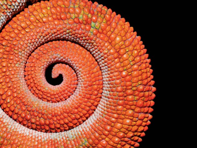 Animals Speak Color | Harvard Magazine Animals Speak Color | Harvard Magazine
