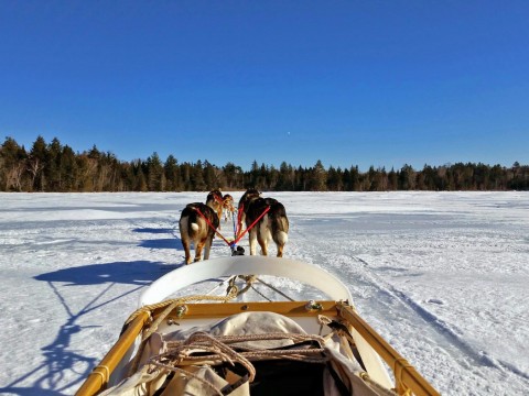 The view from the back of a sled, gliding over Umbagog Lake
