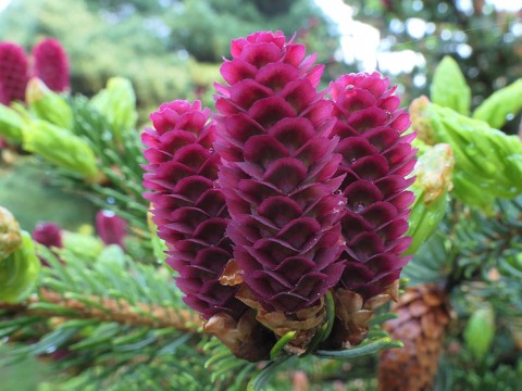 Purple spruce cones