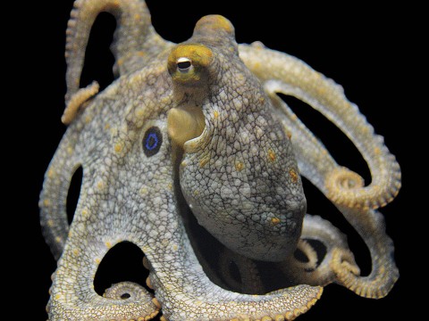 Photograph of a California two-spot octopus