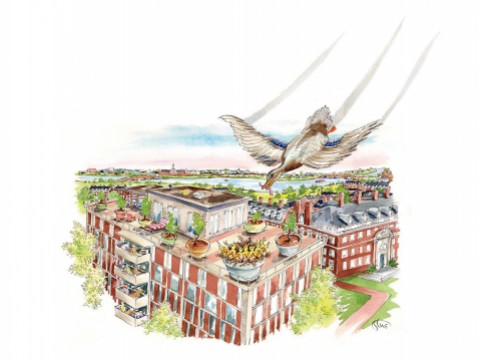 Drawing of a female mallard flying down to her nest on a Harvard rooftop with food for her seven ducklings, each bearing a letter on its chest spelling out H-A-R-V-A-R-D.