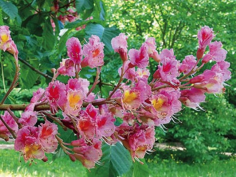 tree branch with pinkish-red blossoms 