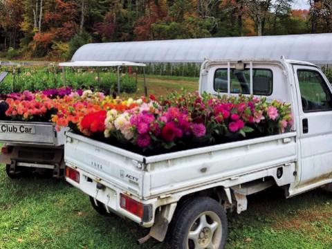 Pick up trucks filled with colorful flowers 