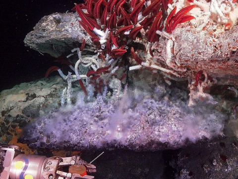 Photograph of giant tube worms living near a hydrothermal vent in the Gulf of California