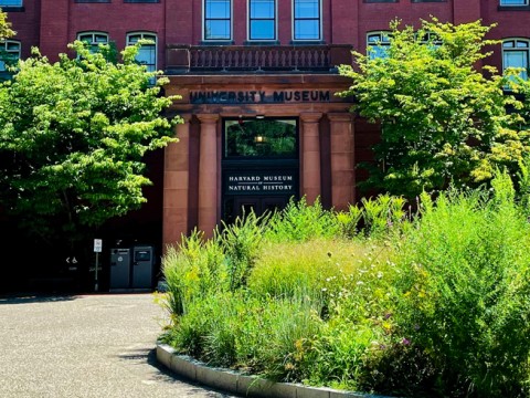 The rewilded planter in front of Harvard's Museum of Natural History