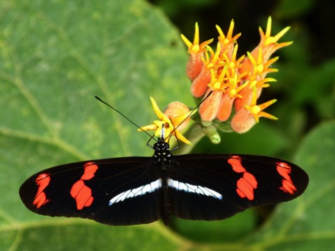 An image of a Heliconius Telesiphe butterfly