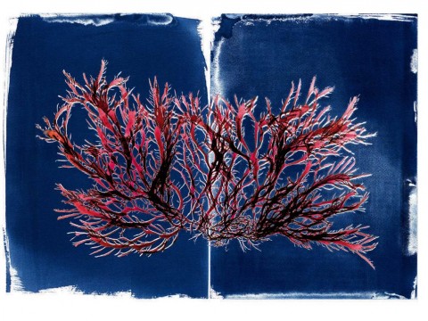 An image of branching red seaweed against a dark-blue background