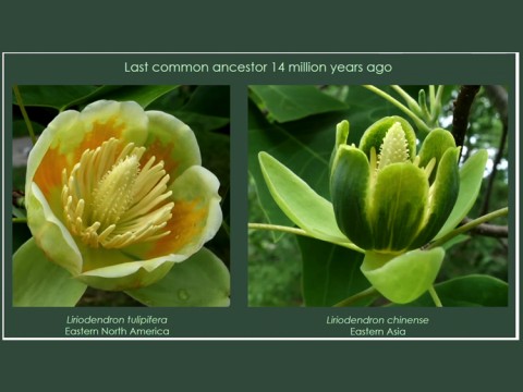 liriodendron tulipifera of Eastern North America and liriodendron chinense of Eastern Asia 
