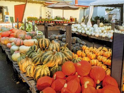 Array of squashes, tomatoes, and other local produce at Ward's Berry Farm