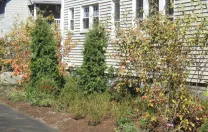 The suburban lawn outside this home in Belmont, Massachusetts, was recently replaced with mostly indigenous plants, such as blueberry and raspberry bushes, serviceberry trees, and hardy perennials, along with a variety of fragrant herbs that withstand light treading. Homeowners Hillary Wyon and Paul Williamson opted for this organically maintained garden (designed by Elizabeth Gourley) over the traditional turf to conserve water, eliminate mowing, and avoid use of synthetic chemicals.