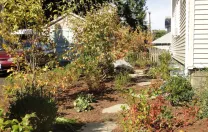 Another photograph from the garden of Hillary Wyon and Paul Williamson, designed by Elizabeth Gourley