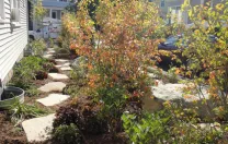 Another photograph from the garden of Hillary Wyon and Paul Williamson, designed by Elizabeth Gourley