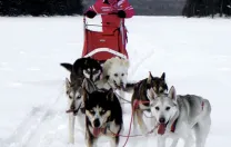 Ariel Silverman, 10, enjoys dogsledding with her family in northern Maine at Nahmakanta Lake Wilderness Camps.