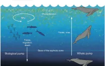 Roman's research demonstrated (center) that whales play a critical role in recycling oceanic nutrients because, unlike fish, they excrete waste at a level in the water column different from their preferred feeding zone.
