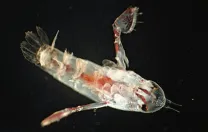 A copepod
