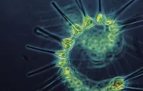 Phytoplankton, the base of the ocean food chain