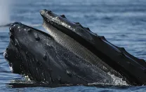 A humpback at the water’s surface, where ships put the whales at risk.