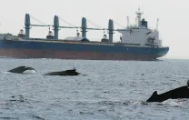 Yearly, some 2,000 large commercial vessels serving Boston harbor cross the Stellwagen Bank National Marine Sanctuary, intersecting with many whales.