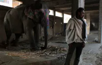 Before Mehrotra's firm won the contest to design the elephant village, the government built its own housing for the elephant keepers: a concrete-block building in an urban setting. The <i>mahouts</i> who still live here say they will move to Hathigaon as soon as more homes are complete there.