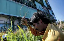 A worker trims lemongrass on the second-floor terrace.