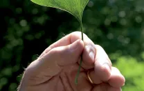 Scientist’s subject: Peter Del Tredici holds a distinctly veined, fan-shaped leaf from a female <i>Ginkgo biloba</i> that he imported in 1983.
