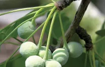 …the maturing fruits—attractive to some, repellent to many