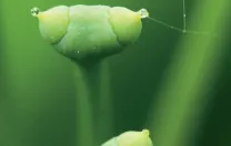 Details of the ginkgo’s archaic reproductive system: from pollen drops to…