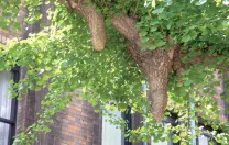 Ginkgo chichi on a tree at Tokyo University