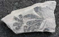 Fossil <i>Ginkgo yimensis,</i> about 170 million years old