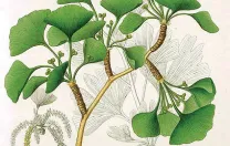 Ginkgo from <i>Flora Japonica</i> by Siebold and Zuccarini (1835-1842)